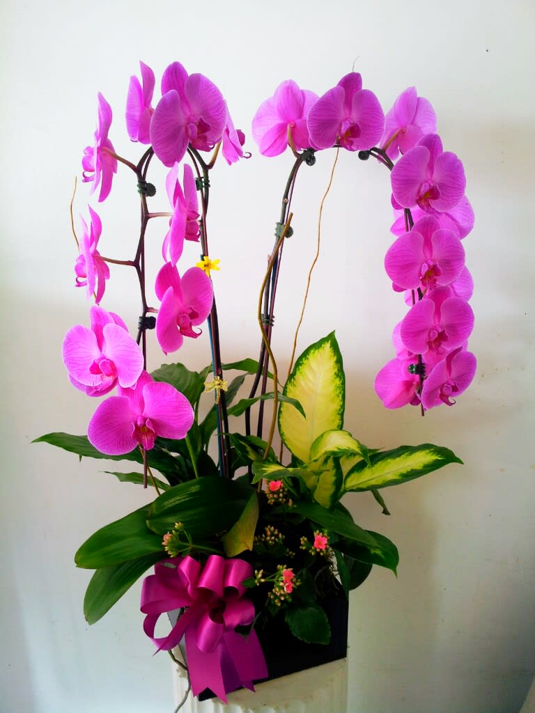 elegant collection of orchids and mixed green plants