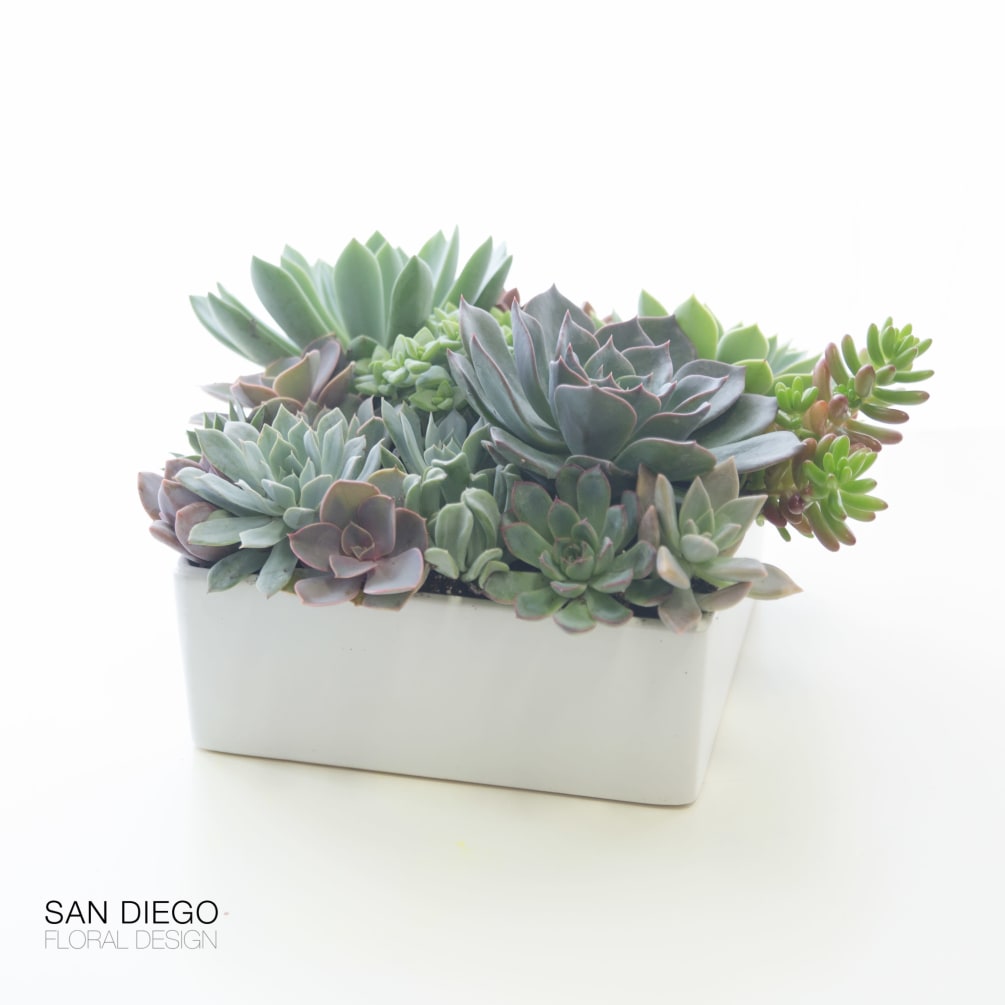 Assorted locally grown succulents planted in an 8X8 white ceramic planter using