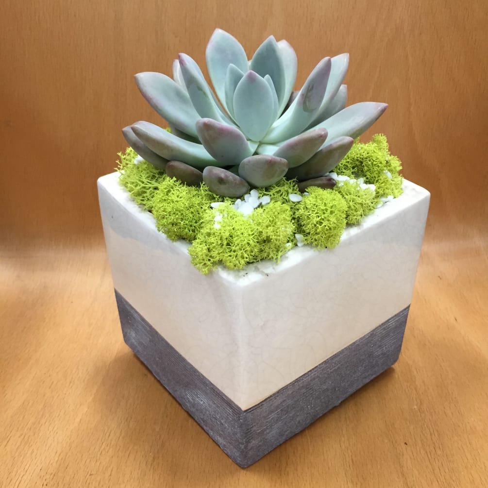A single succulent in a square, hand glazed Ceramic &amp; Stone container