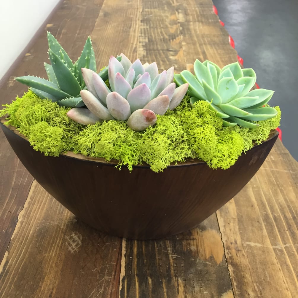 Three succulents sit in a bed of bright green moss in a