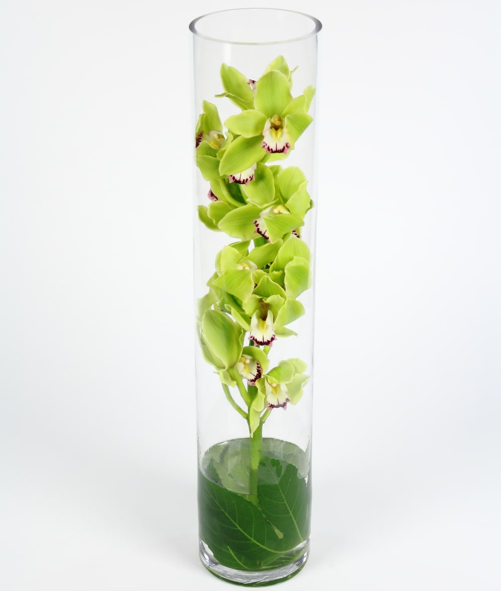  A single Large Cymbidium Stem elegantly accented with leaves in a