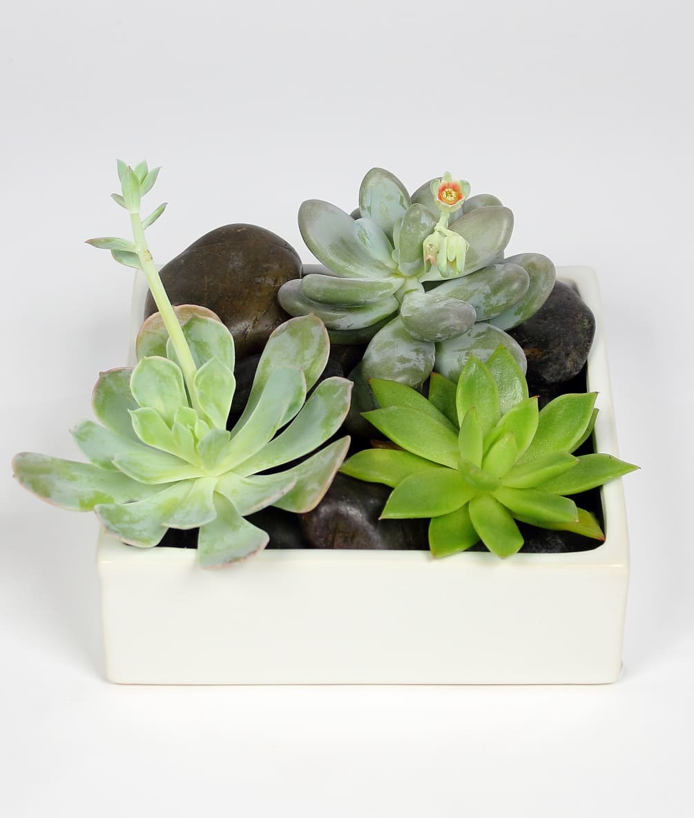 This crisp and clean cut succulent is a perfect gift for someone