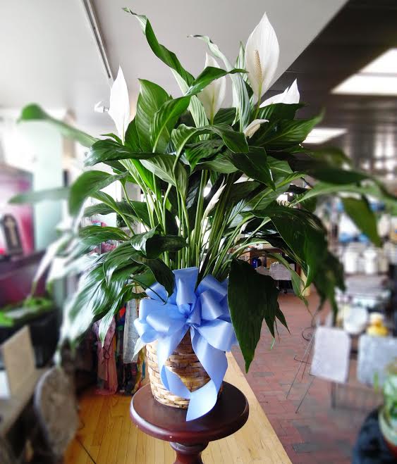 8 inch potted peace lily in a wicker basket. 