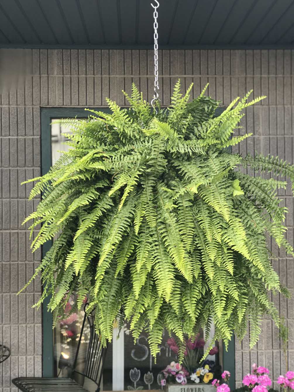 Hanging Fern Basket by Janine's Flowers