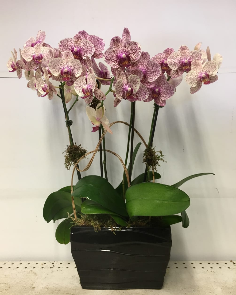 Cute dotted orchid arranged in a black vase. Orchid selection may vary