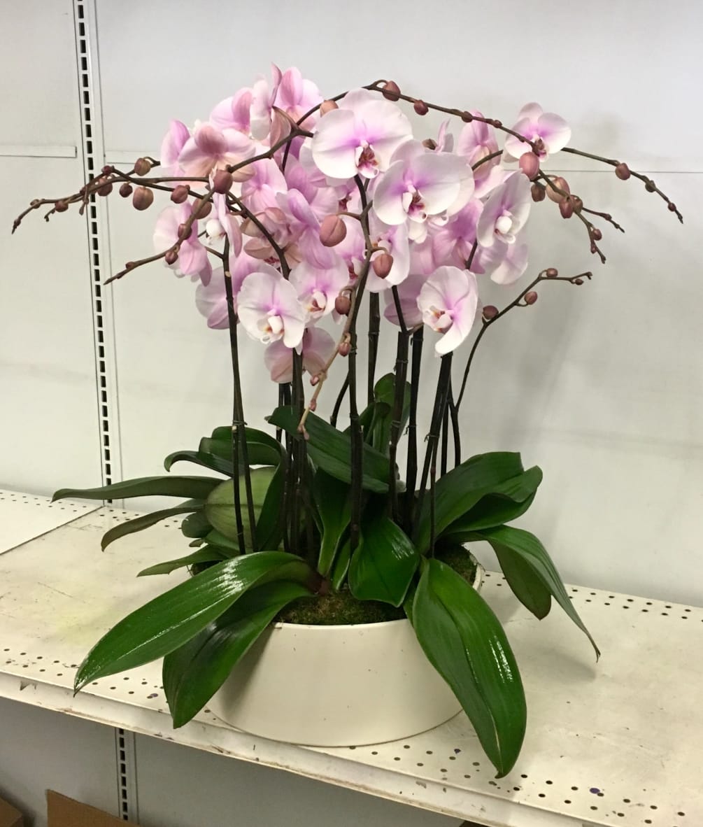Light pink orchids in a beautiful white ceramic vase.