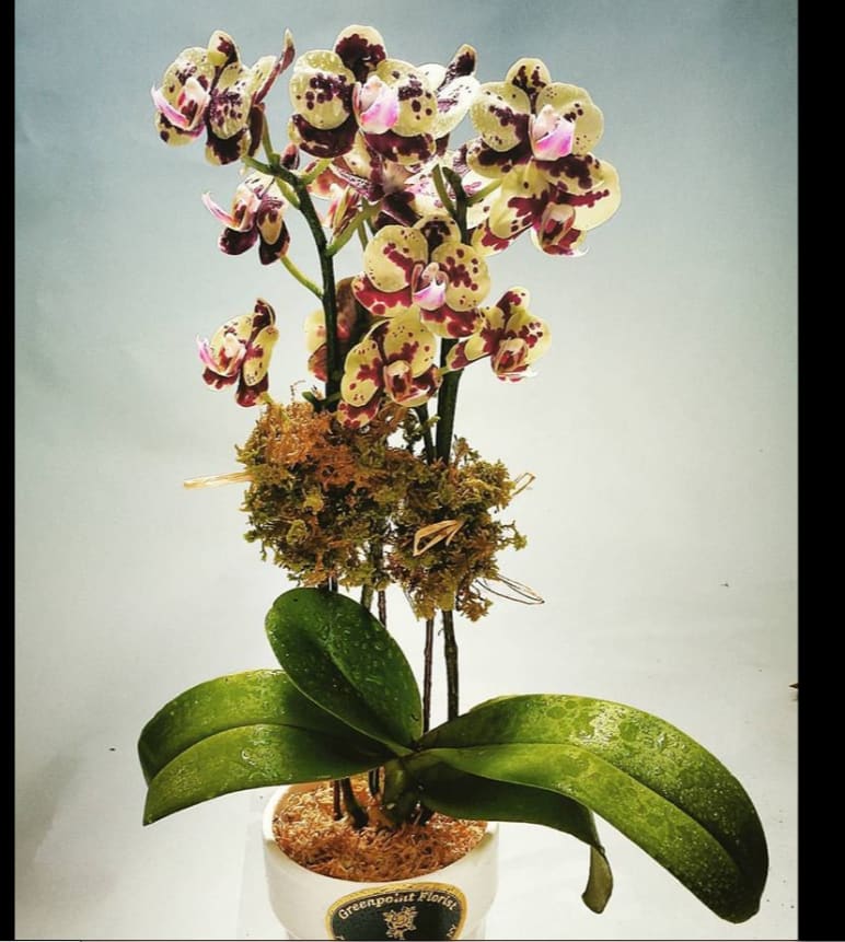 pretty  orchid  for any  occasion