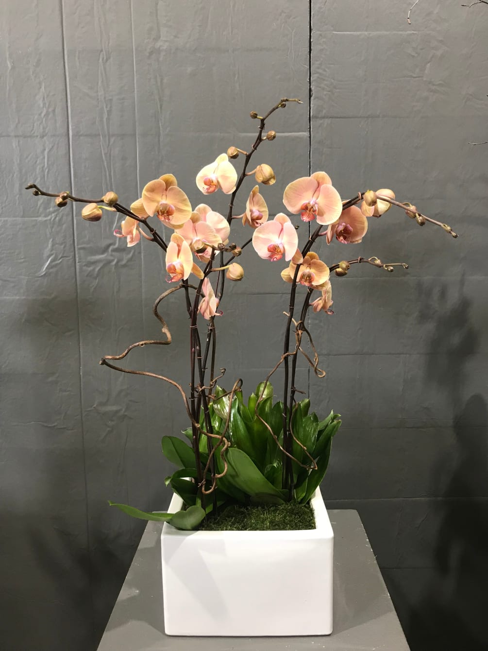 Five stems design with Bromeliad in 12 inches square white ceramic