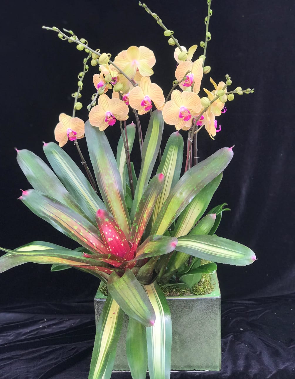Phalaenopsis Orchid Arrangement in a ceramic pot .