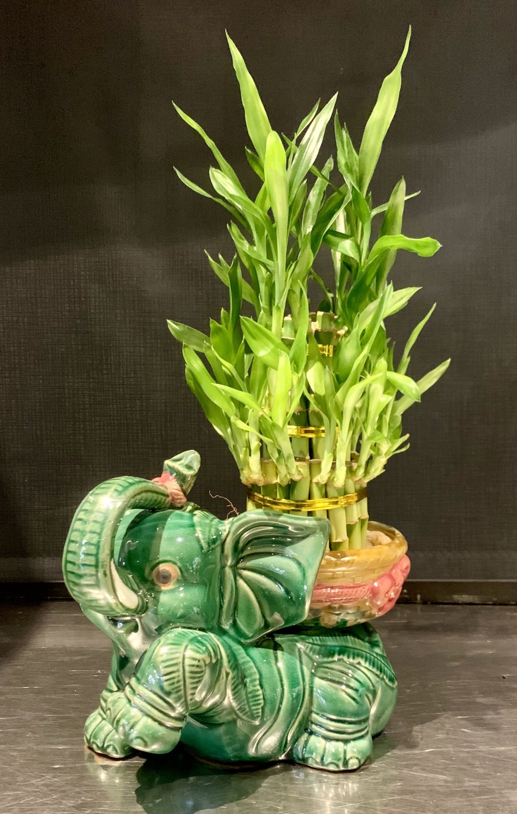 Lucky Bamboo Planting with White Stones in ceramic elephant container