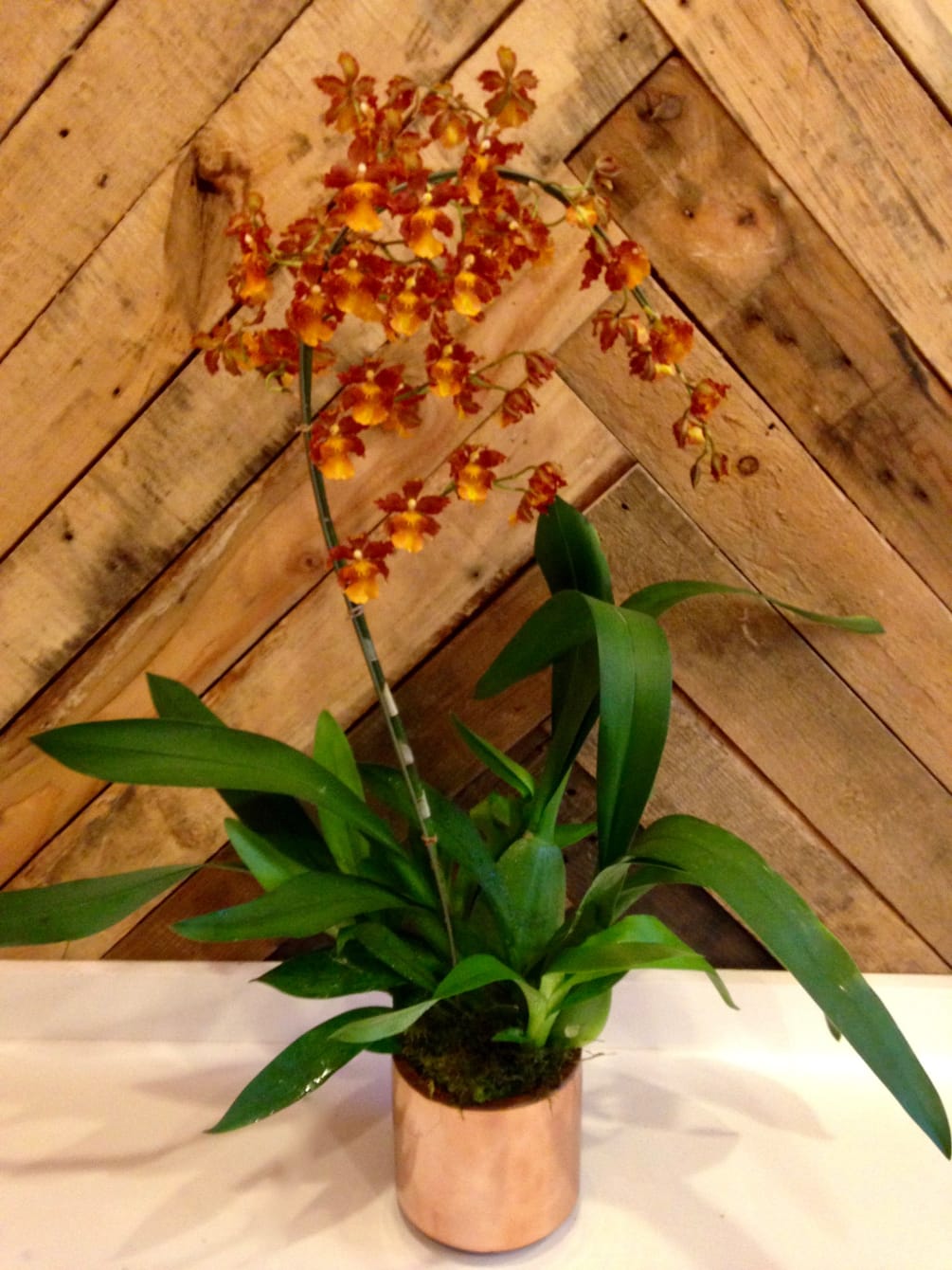 Our Oncidium orchids are potted up in complimenting ceramic and metal containers