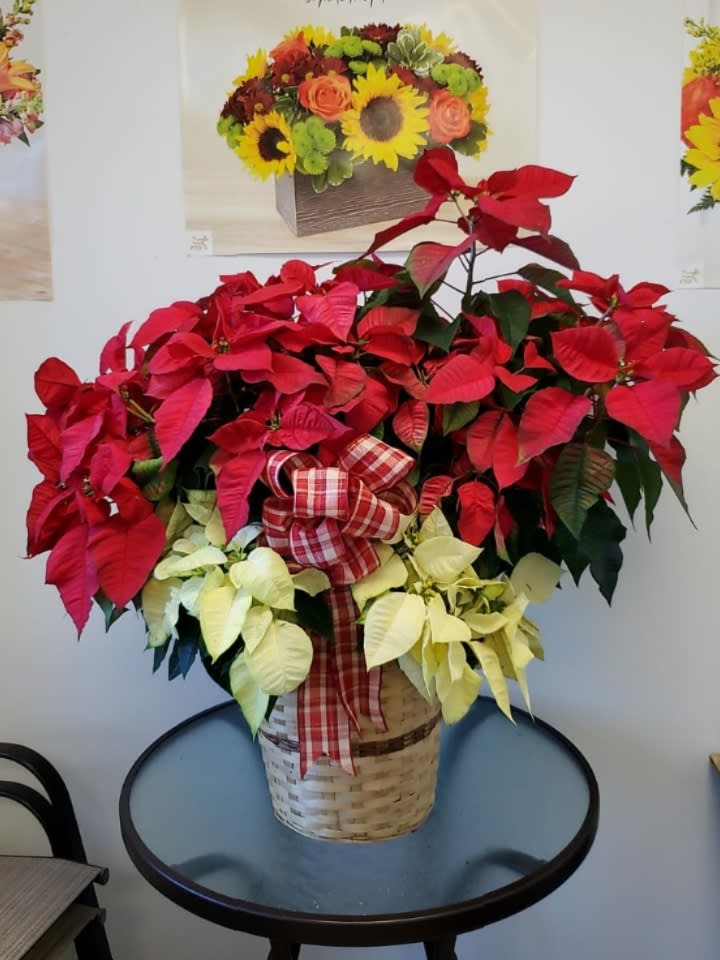 Beautiful red and white poinsettia plant