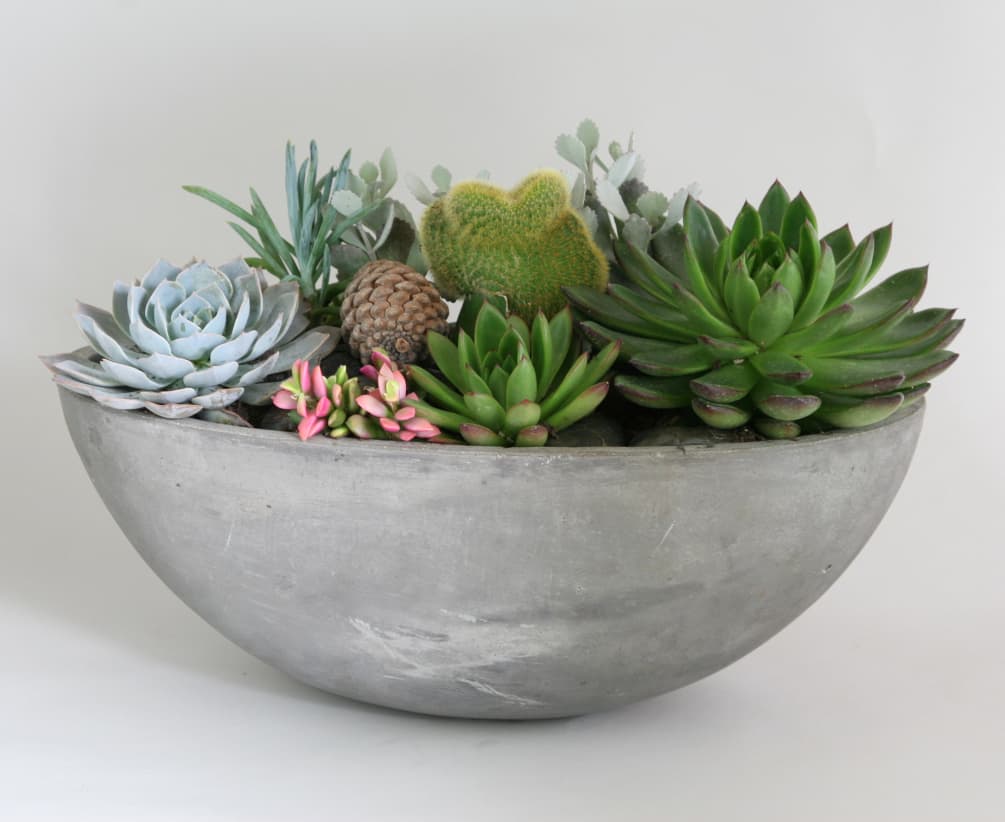 Silver Vase Succulents by Heathers Flowers