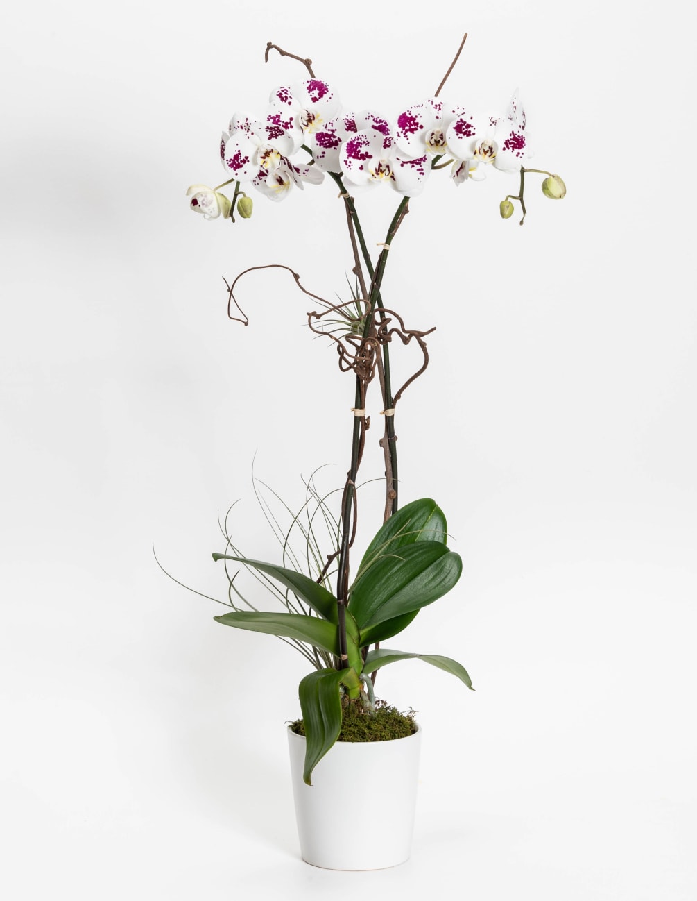 White Purple Spotted Orchid By Love S Flower Shop White Purple Spotted Orchid By Love S Flower Shop