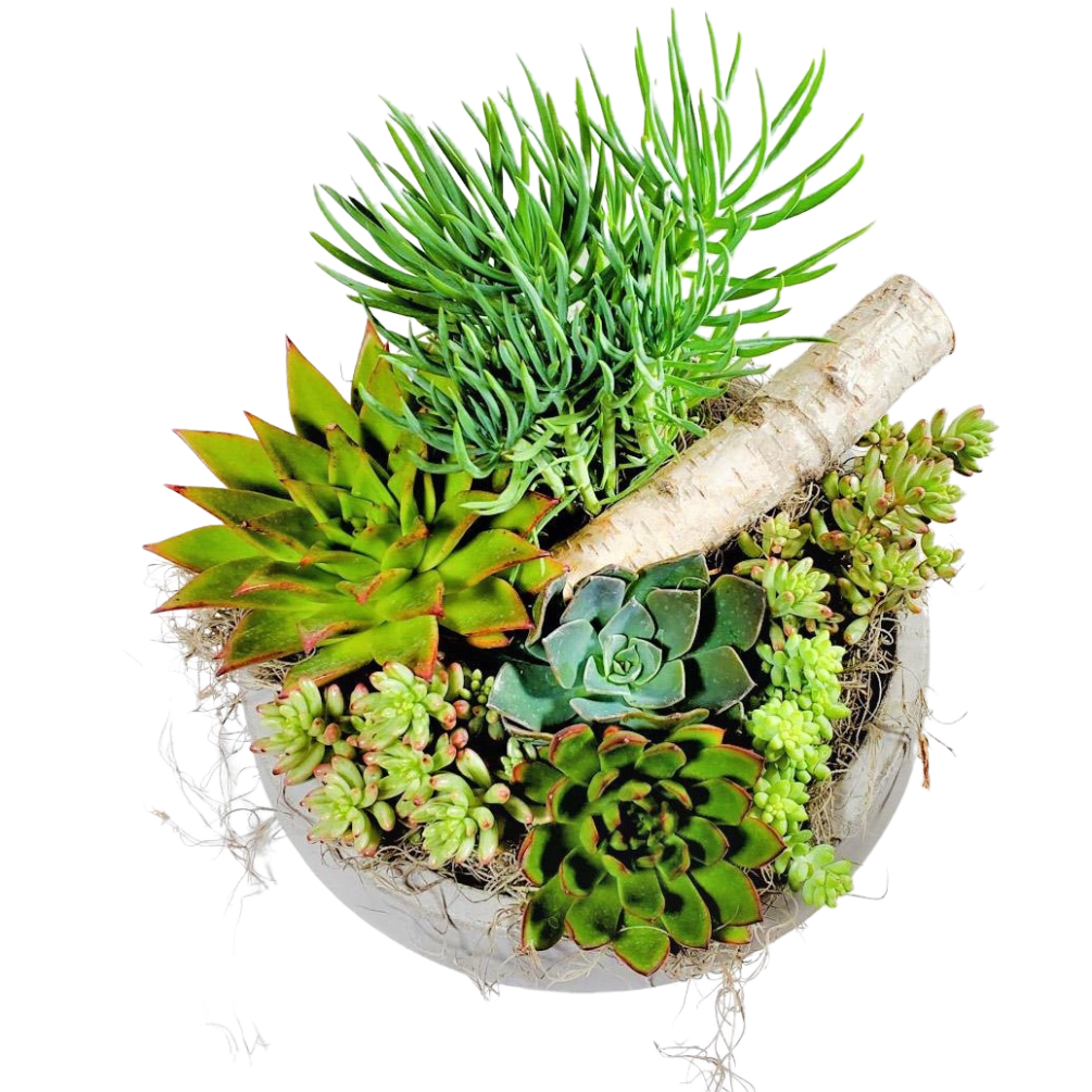 A large mixed succulent planter in a concrete container. Mixed Succulent 