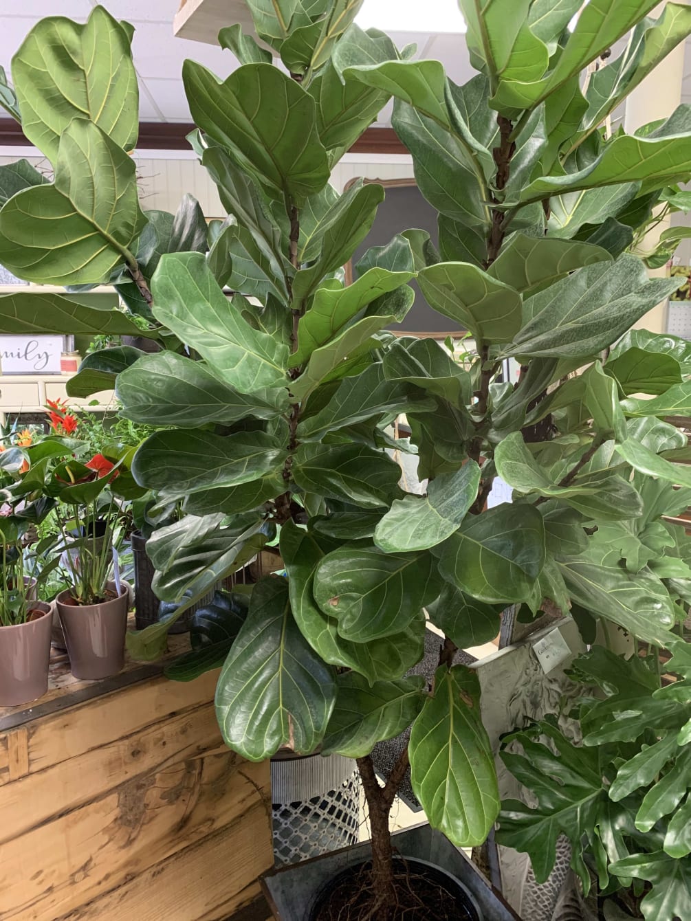 One of our favorites! This amazing foliage plant will liven any living