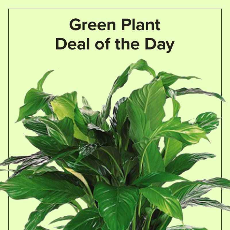  Let our Designers pick the perfect, in season, green plant for