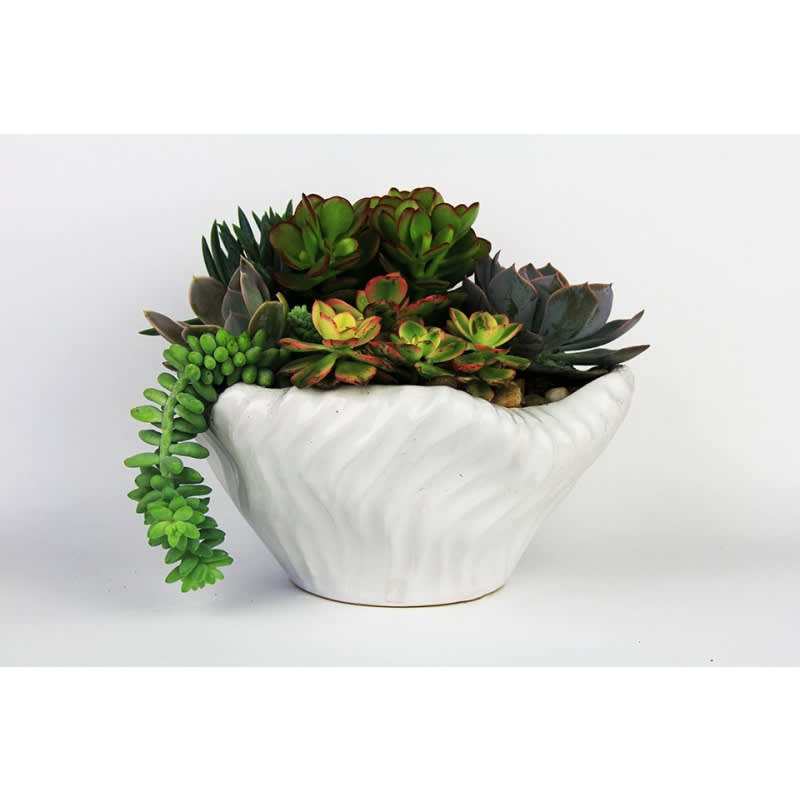 Long lasting succulents placed a modern ceramic container makes the perfect gift