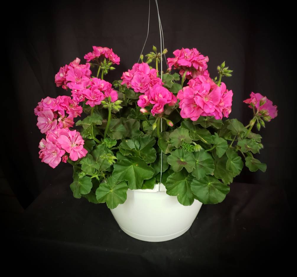 A great Ivy geranium in various colors for the flower lover in
