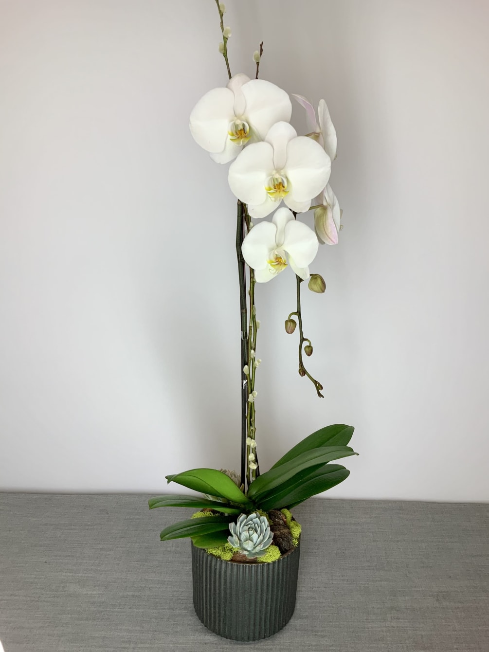 Orchid plant in charcoal vase.