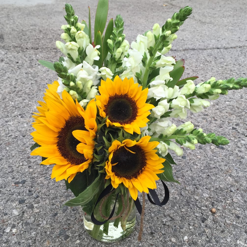 A full and bright gift of Sunflowers and white Snapdragons in a