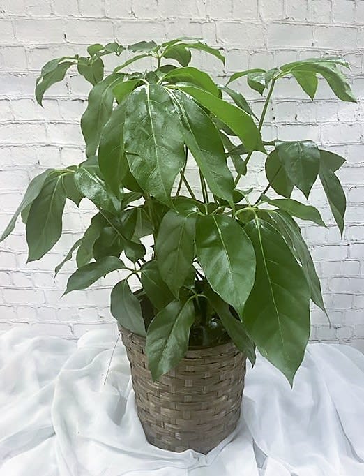 Easy care indoor house plant.  8&quot; pot width.  Approximately 36&quot;