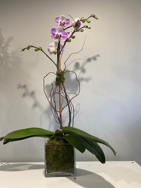 Elegant and mysterious, the purple phalaenopsis orchid is a legendary flower revered