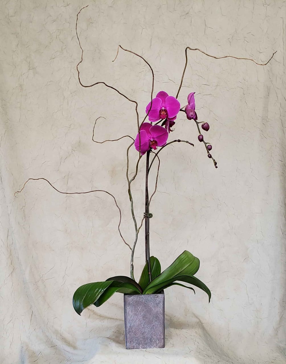 Orchid plant in a ceramic pot.