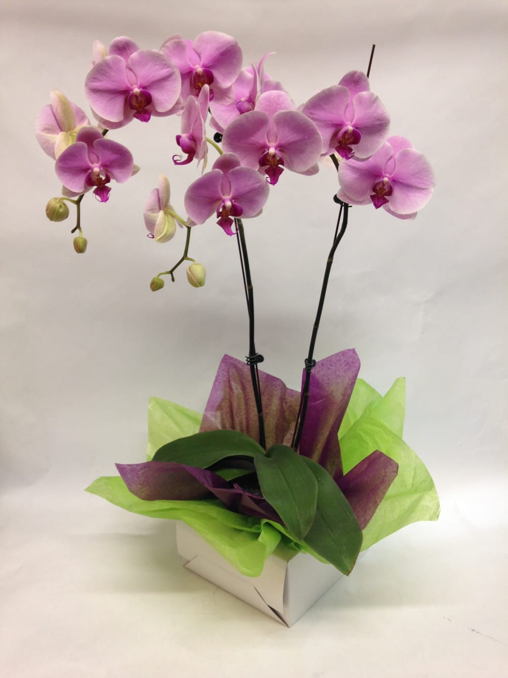 This two stem orchid comes complete with a ceramic pot and gift