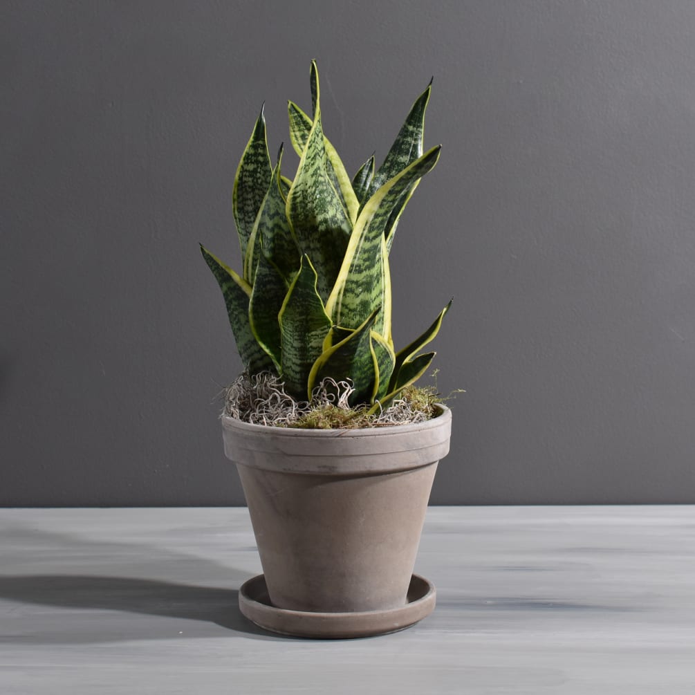 Sansevieria plant in pot by Fiddly Fig