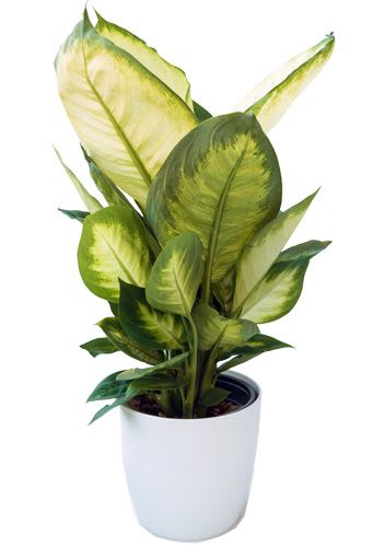 wonderful house or desk plant  easy care

Approximately: 14 in tall by