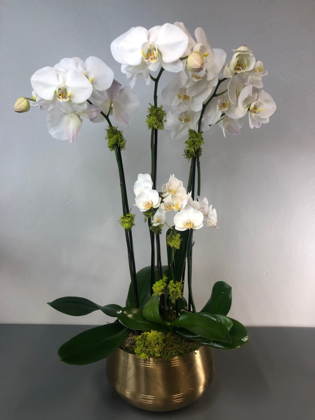 Two Double-stemmed Phalaenopsis orchid plants paired with a nestled mini double stemmed