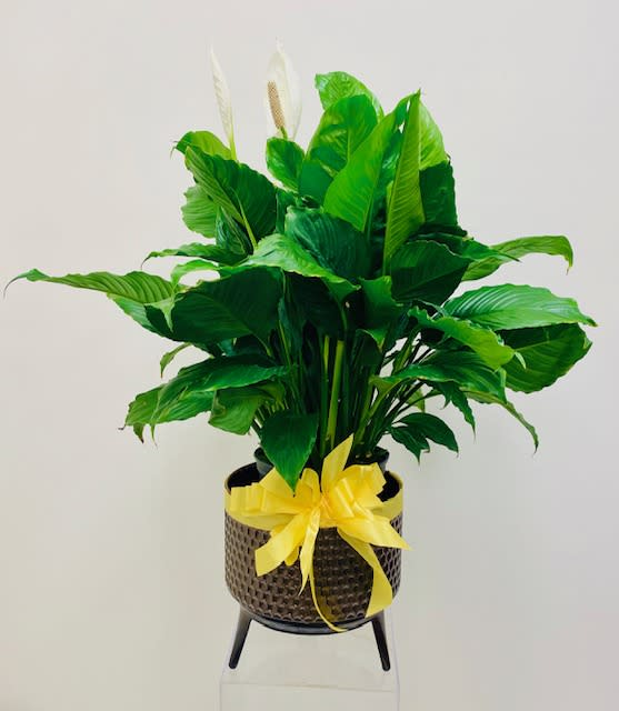Beautifully bloomed peace lily plant placed in pot with ribbon and bow