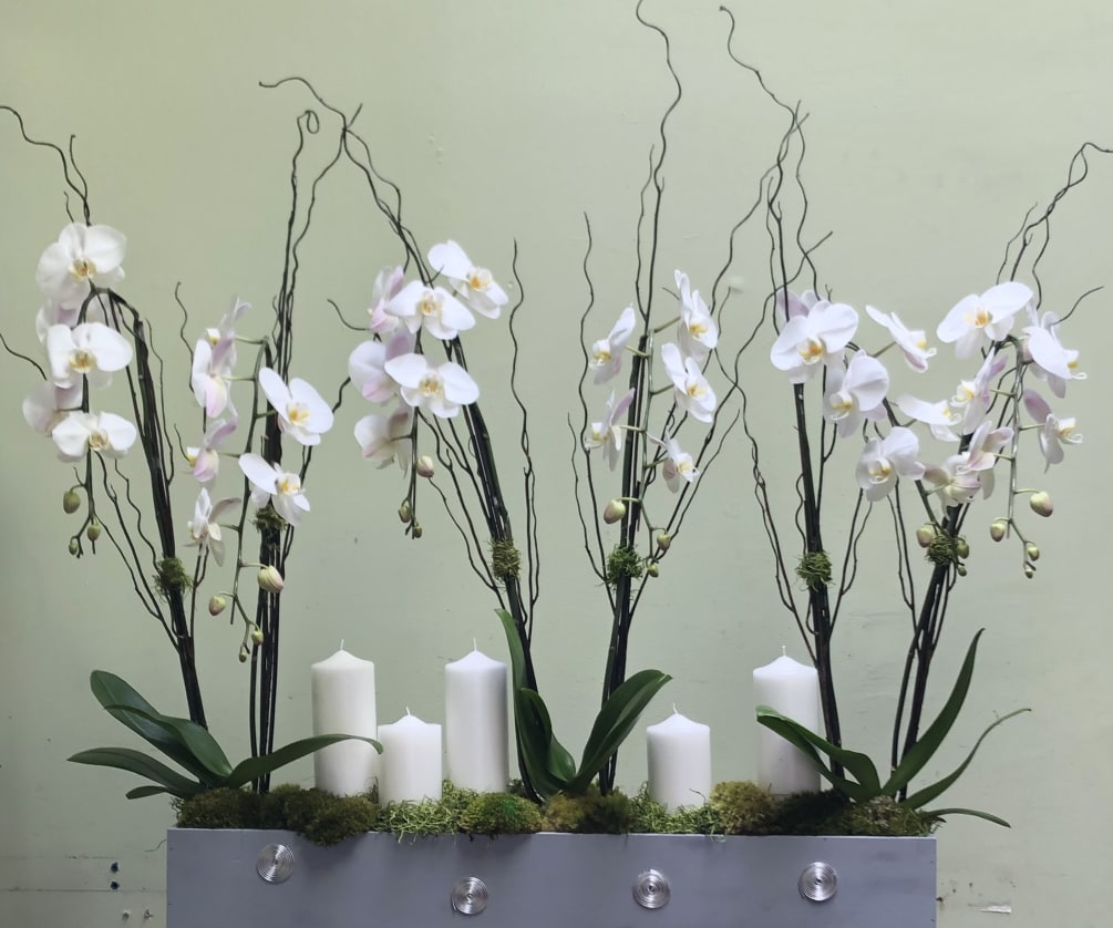 Amazing orchids in a row with candles 
6 Top Quality orchids combined