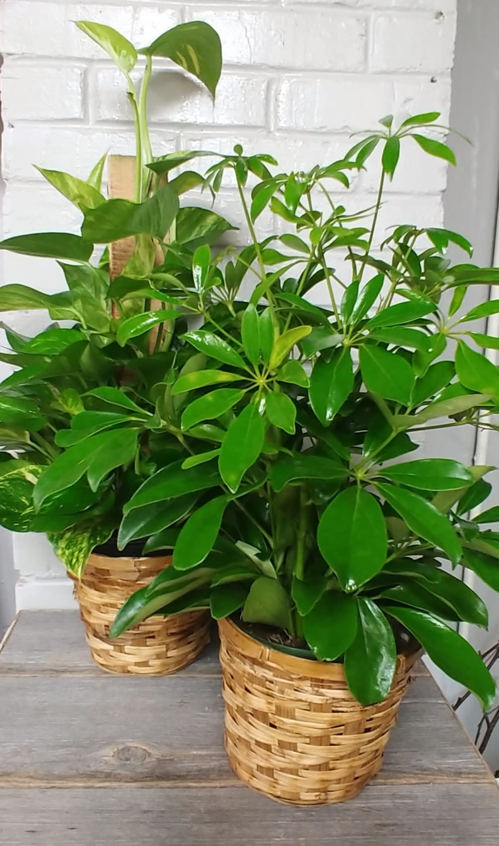 Medium Green plant- let us choose for you! 
