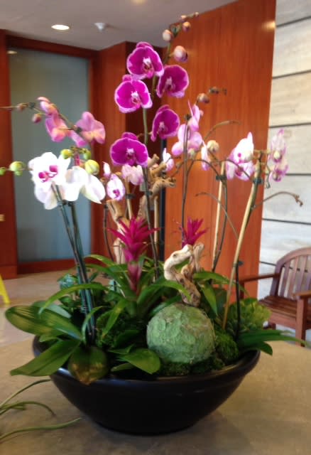 These are a variety of Orchids with green accents and green moss.