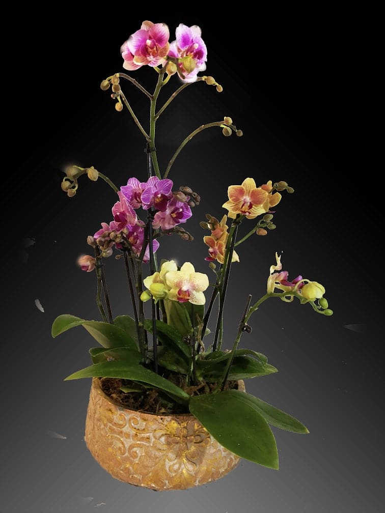A trio of colorful orchids is an elegant way to wish someone