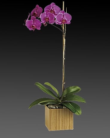 A graceful purple (option) phalaenopsis orchid plant potted in a modern