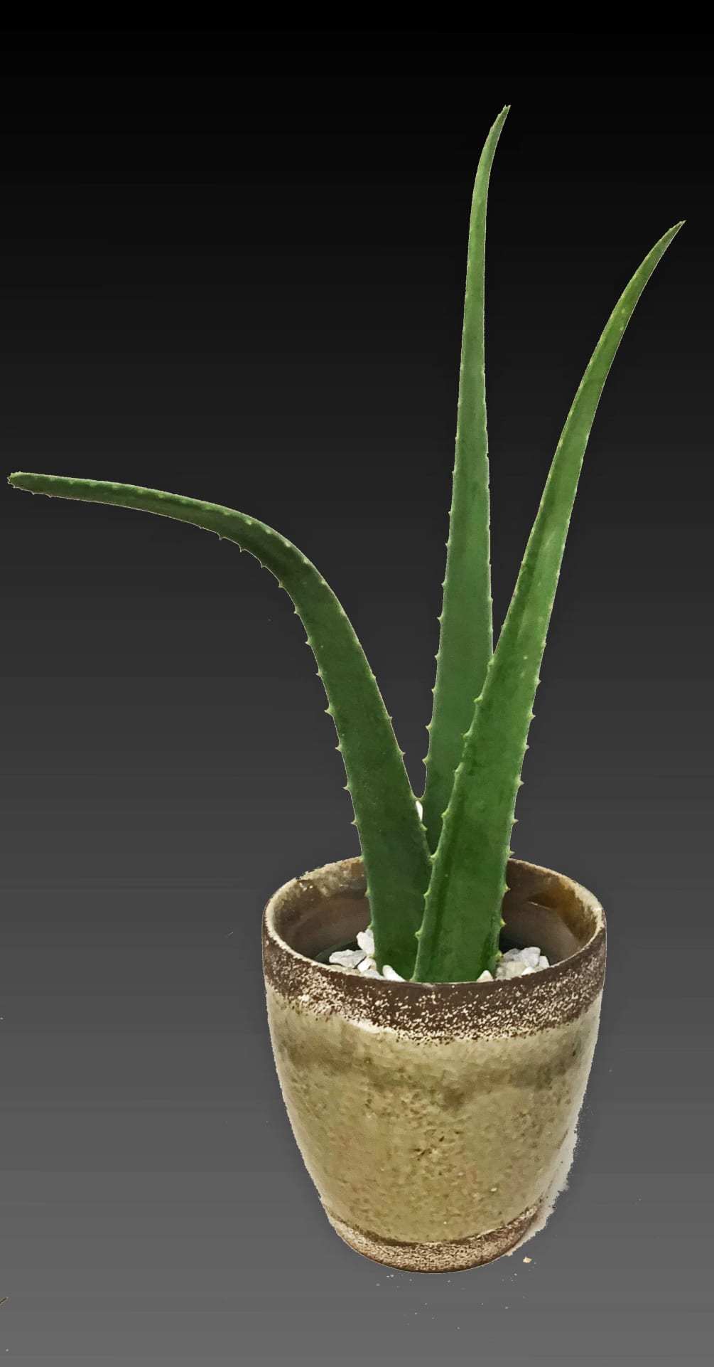   aloe plant in a 5 inch ceramic pot