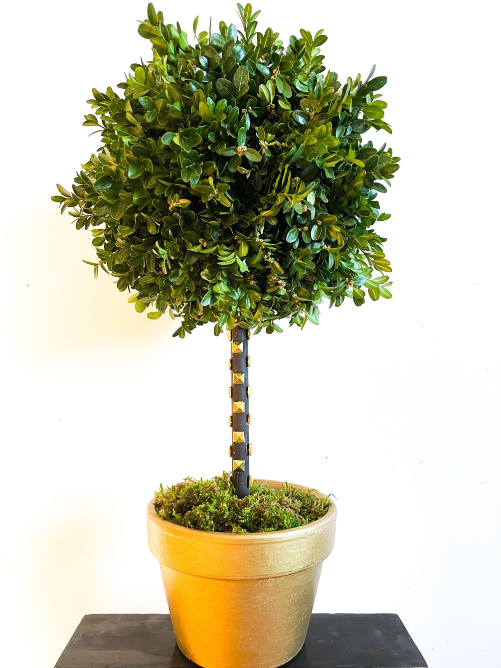 12&quot; Boxwood topiary tree ball featuring an elegant gold clay pot, wooden