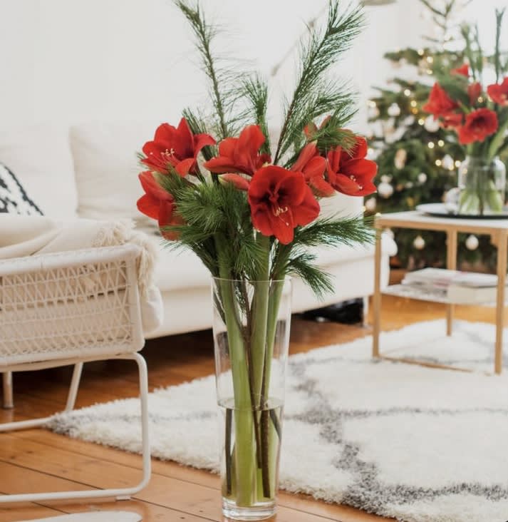 Red Lion amaryllis flowers with green pine in a beautiful glass vase.