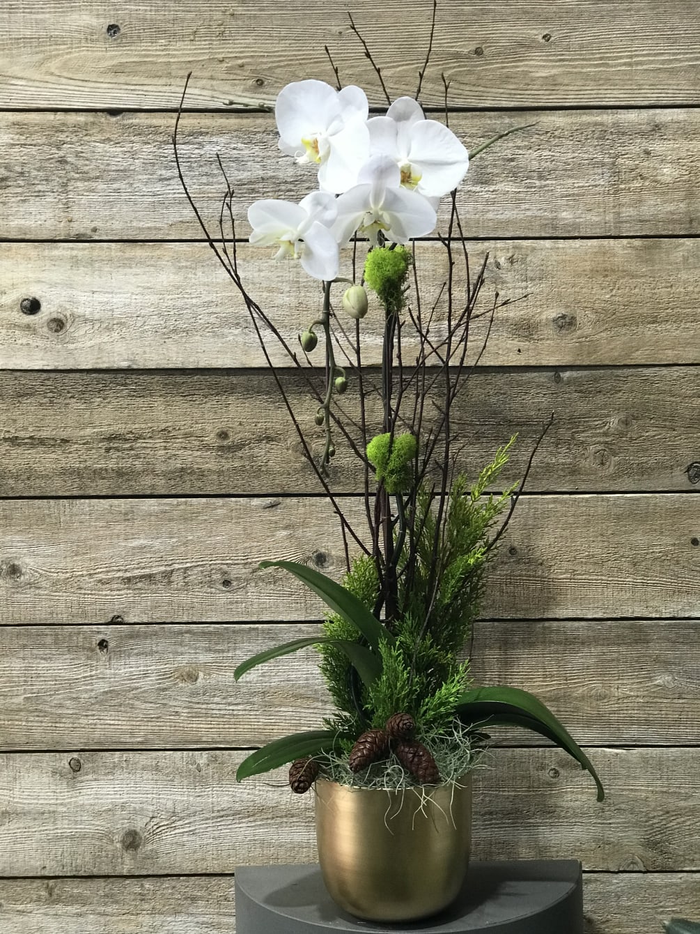 Single Phalaenopsis design for Holiday Season 