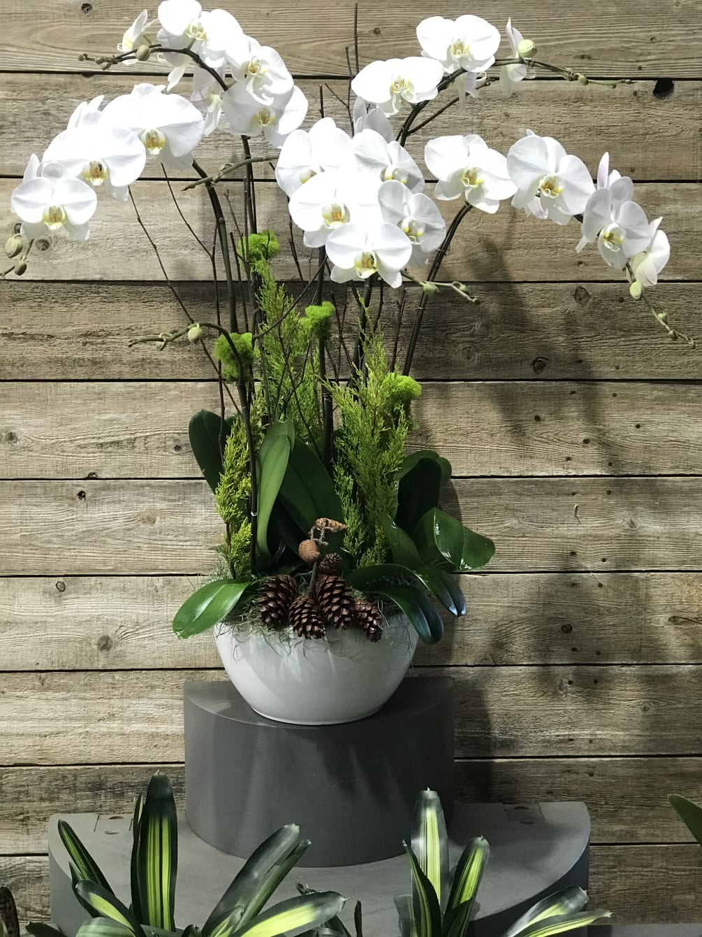 White Phalaenopsis design with pine cone and holiday green. 