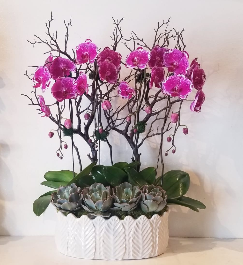 Four cascading phalaenopsis orchid plants designed in a white ceramic container with