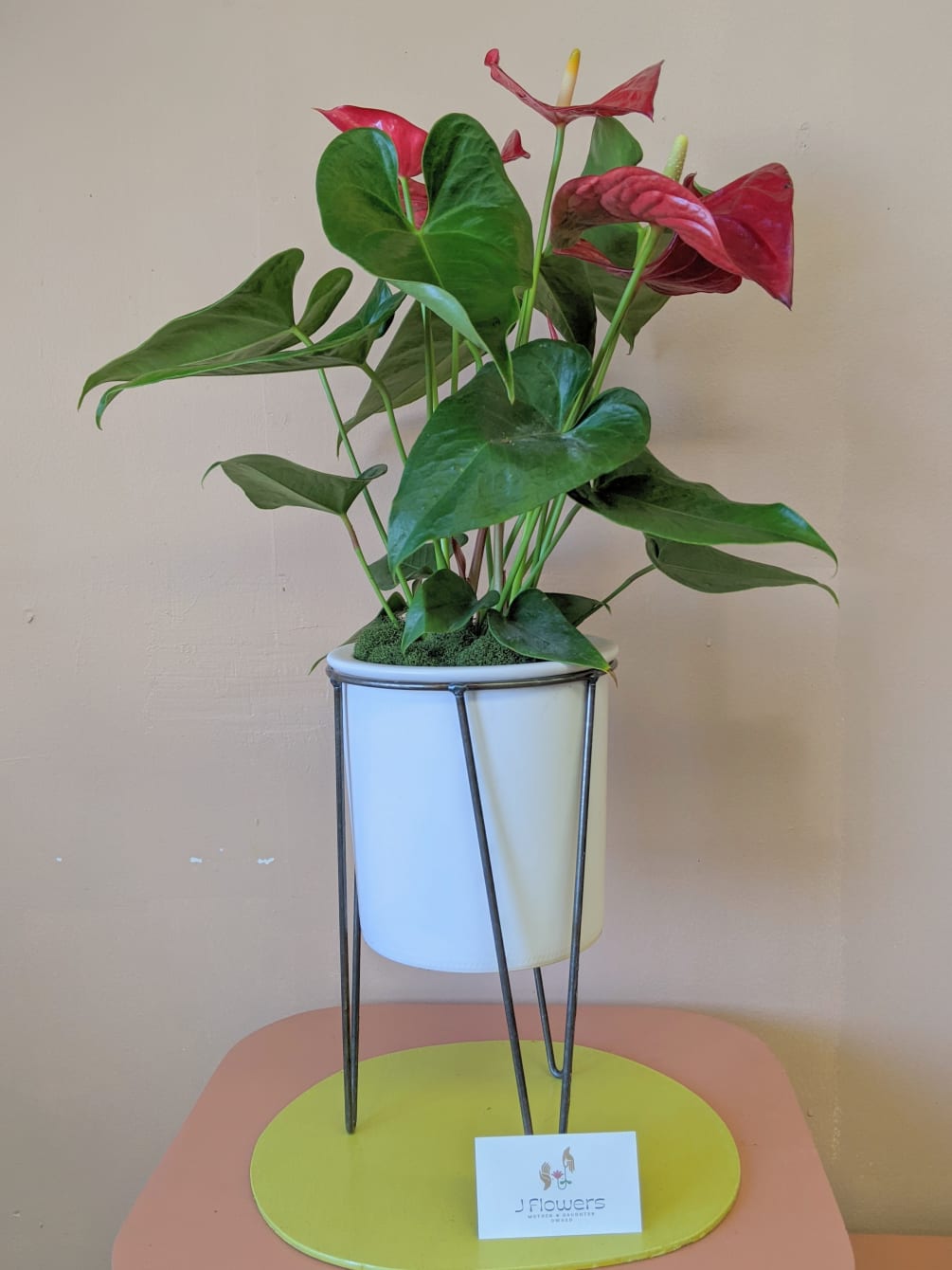 An Anthurium plant in a modern ceramic pot with wire legs. Measures