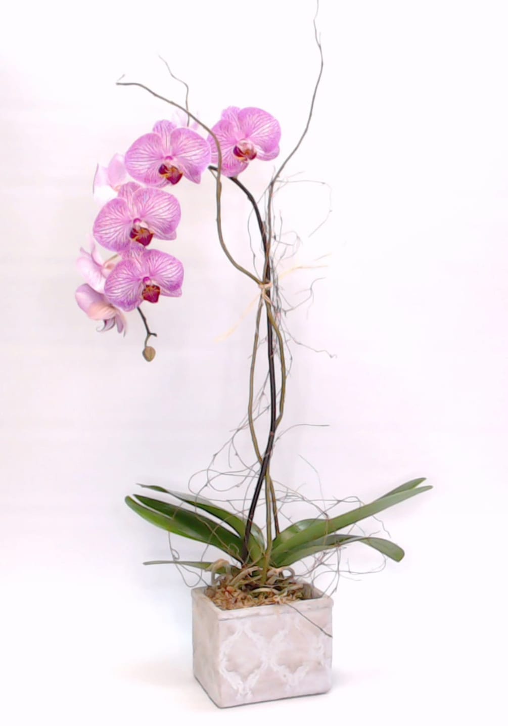 Simple elegant orchid in a decorative ceramic vessel. (Vessels and orchid patterns