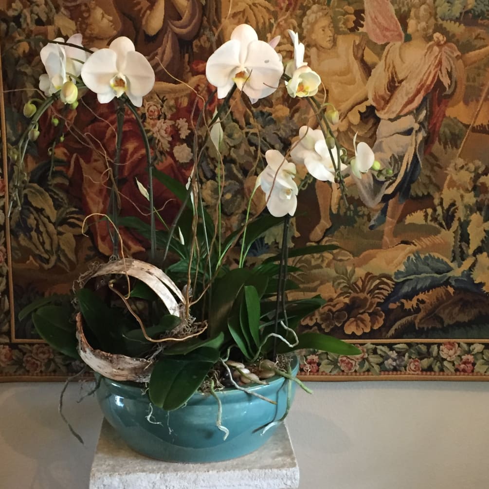 A combination of white phalaenopsis orchids in a ceramic pot. Container may