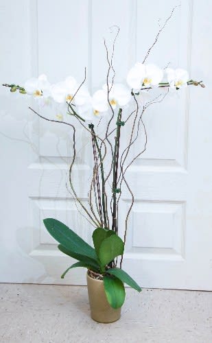 double stemmed orchid in ceramic pot accented with curly willow