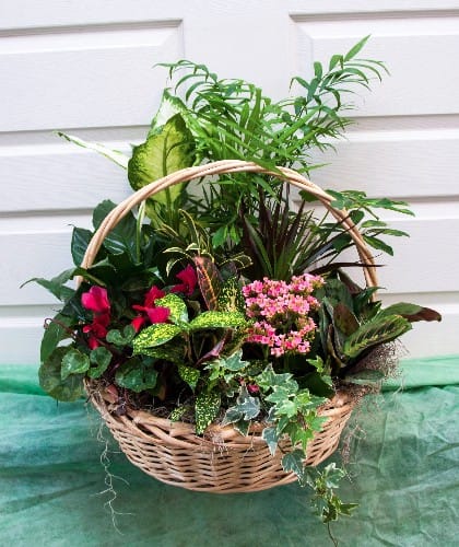 assortment of beautiful, lush green plants with a variety of seasonal blooming