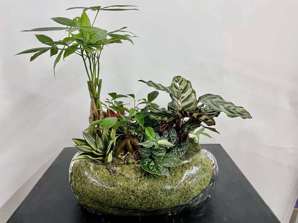 Assortment of cool plants in a moss lined glass vessel.